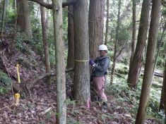 立竹木調査